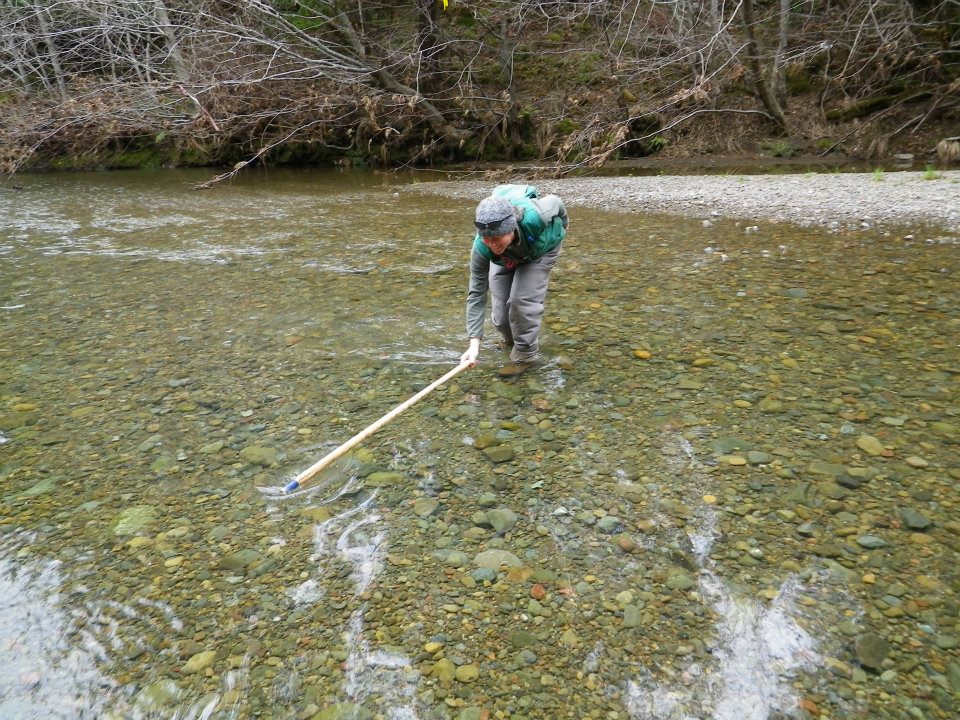Measuring a salmon redd on the Garcia River