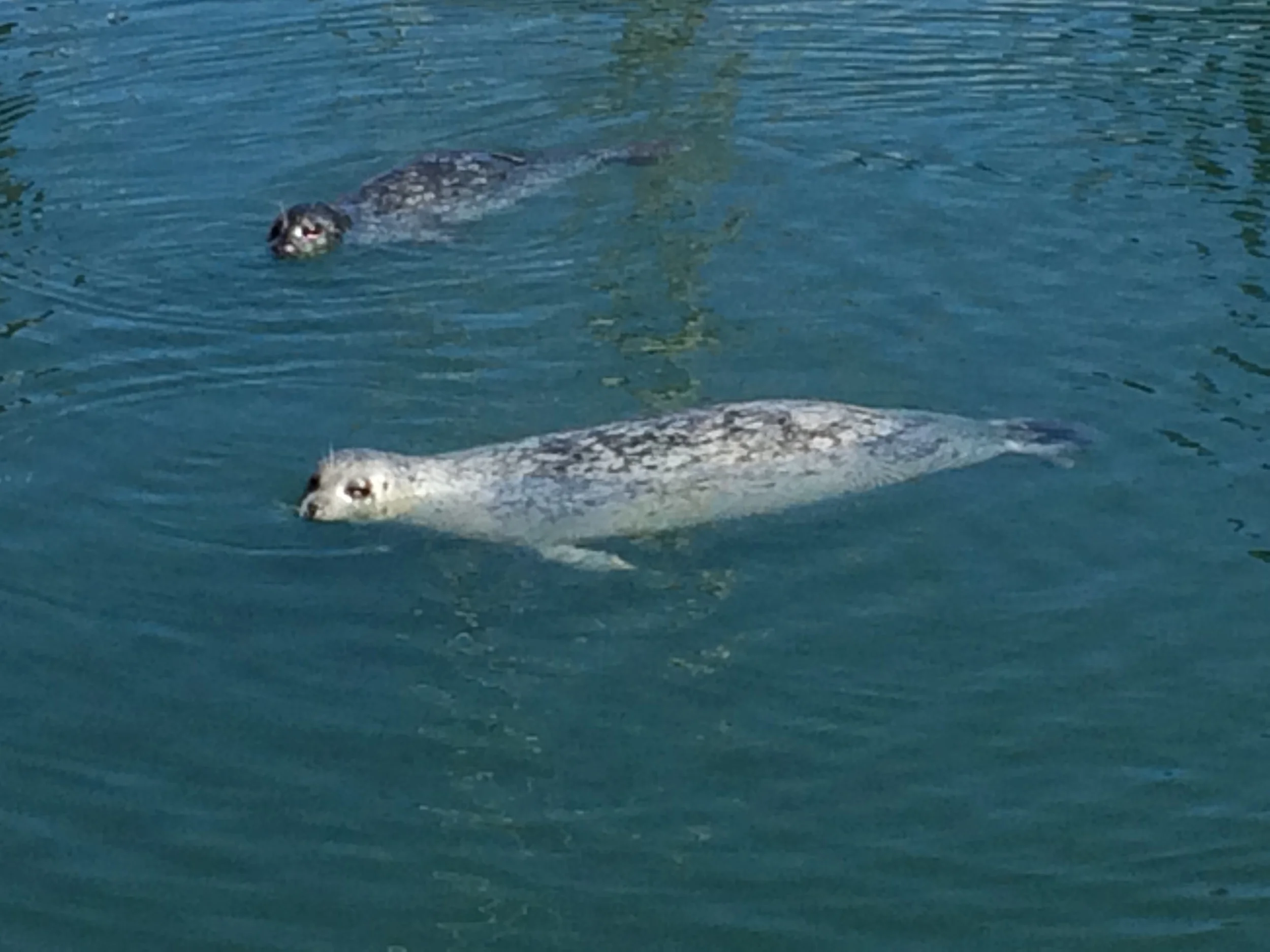 Harbor Seals