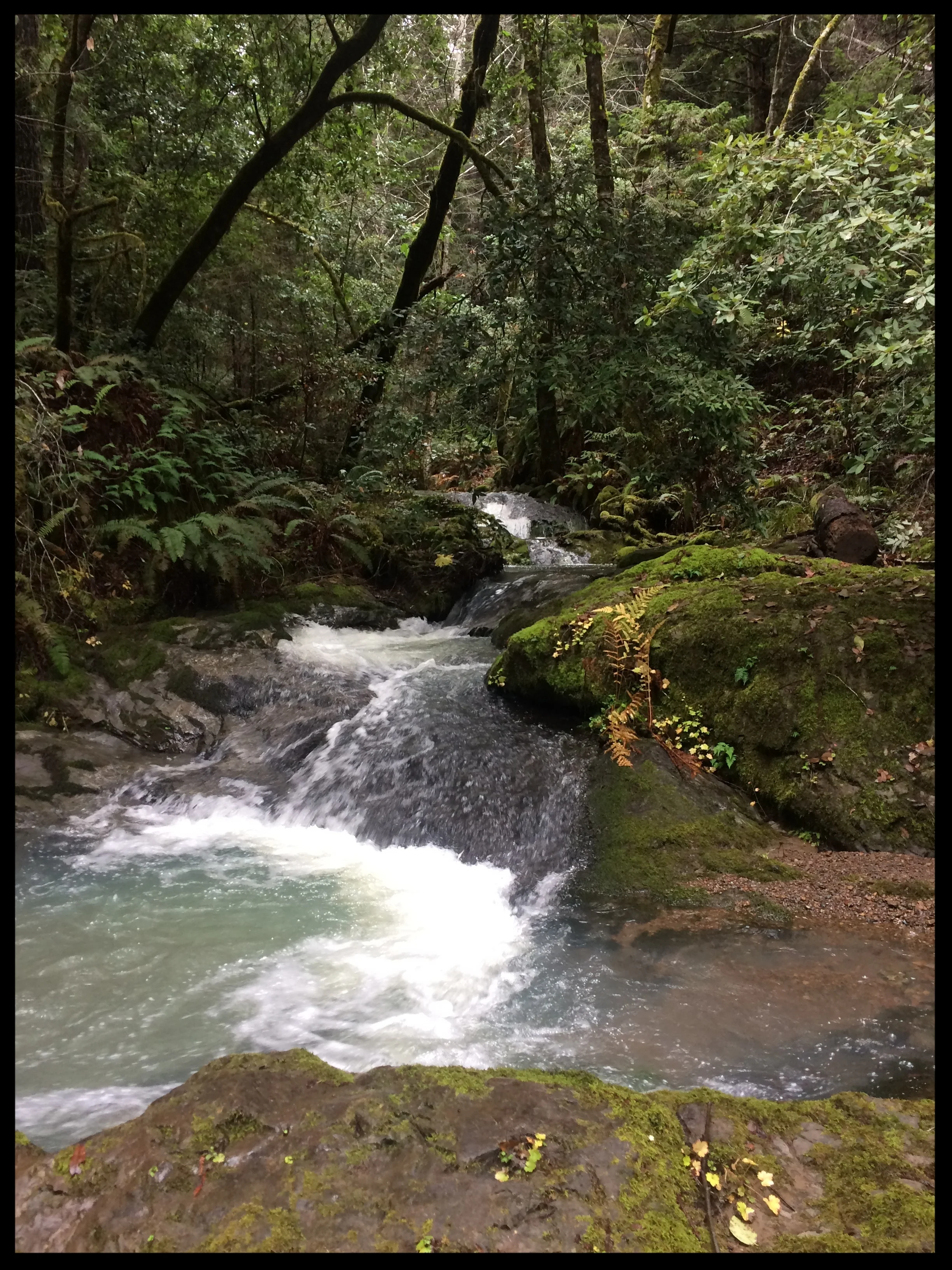 Brandon Gulch, Noyo River