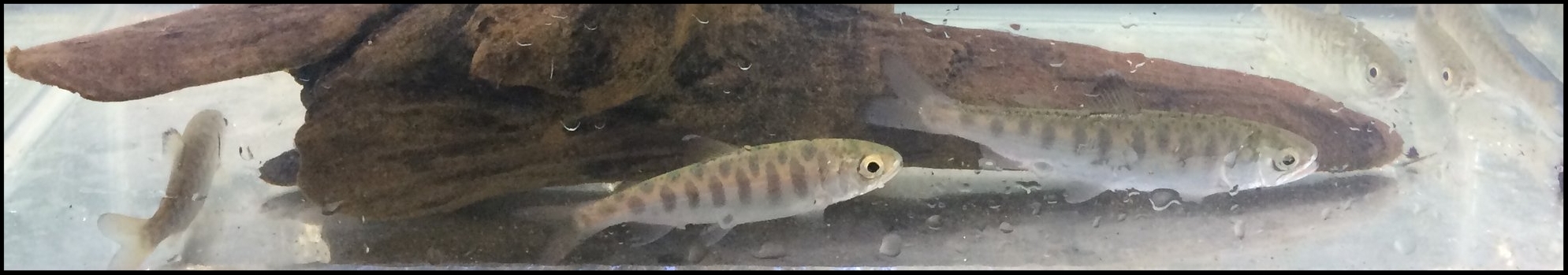  salmon hatched last year will head out to the ocean soon
