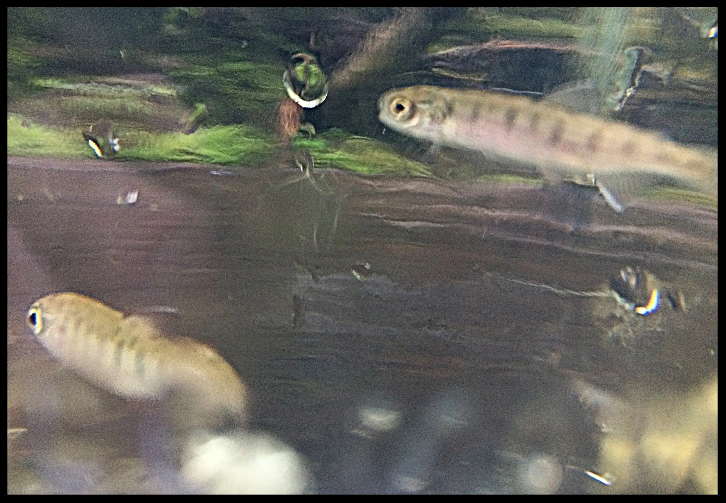 This years salmon just hatched from their nest
