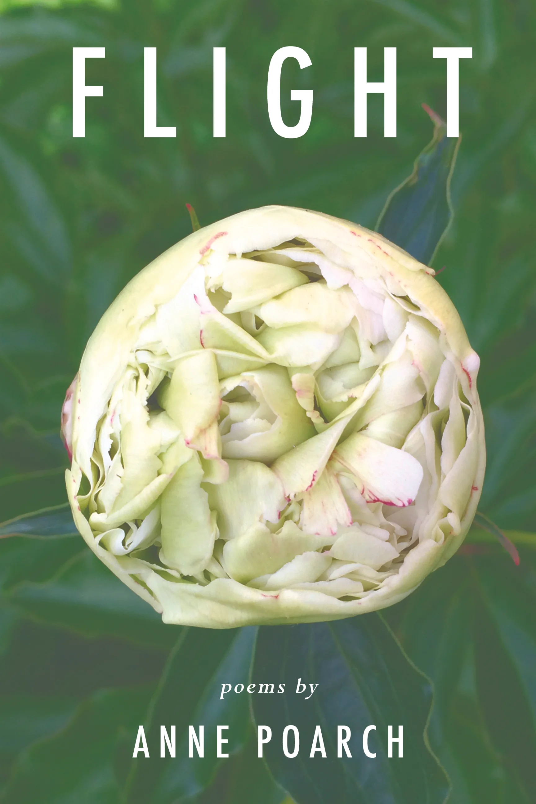 FLIGHT:  of butterflies and robins and other winged dreams   