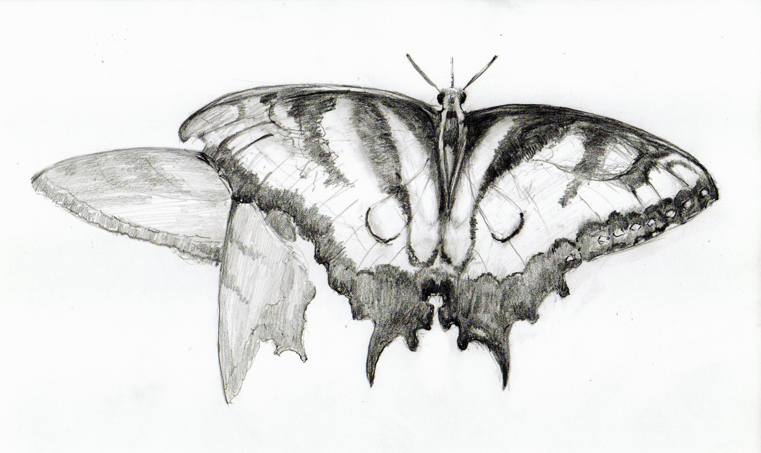 Butterfly_drawing-1.jpg