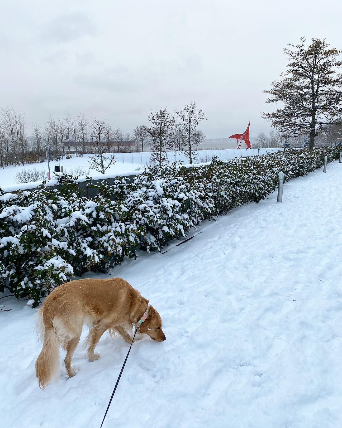 Winnie&rsquo;s first snow 

&bull;
&bull;

#dog #dogsofinstagram #seattle #downtownseattle #olympicsculpturepark #snow #snowstorms #2021