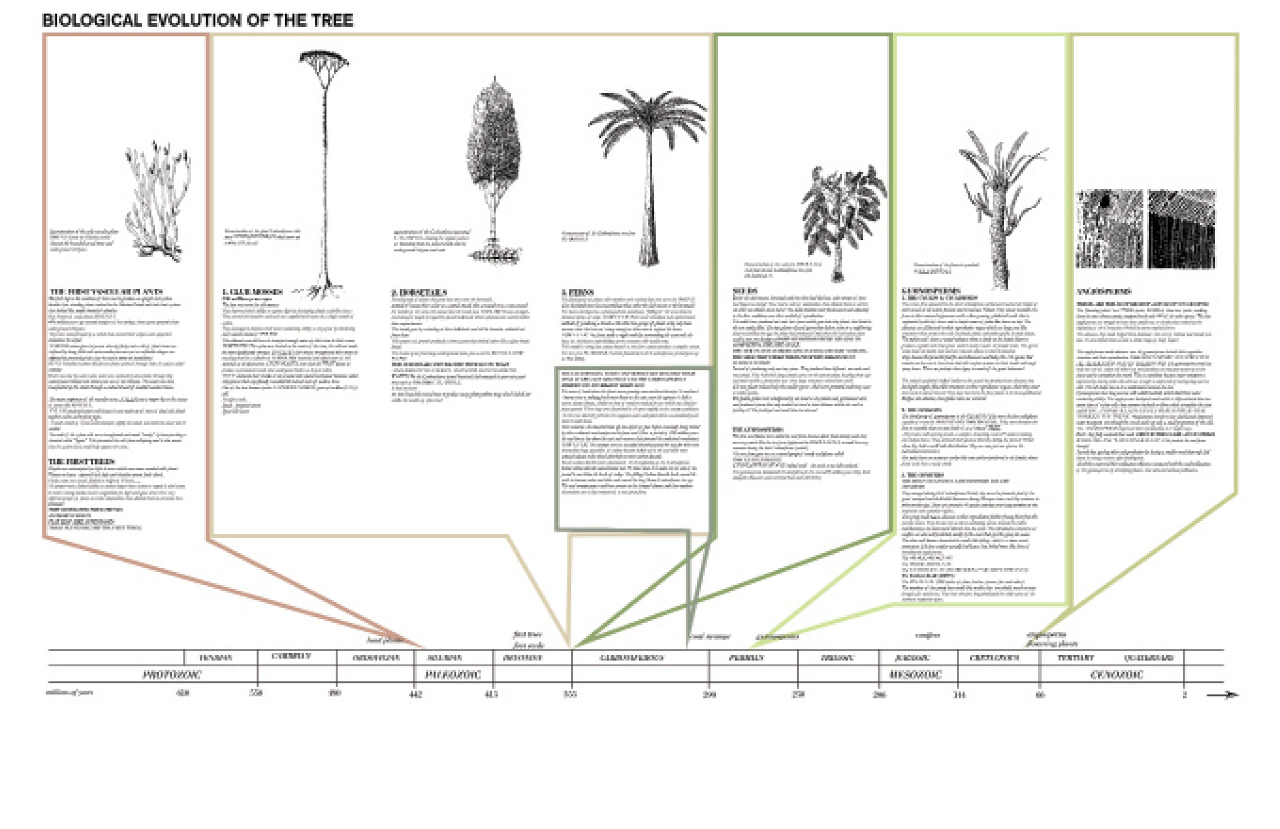 tree evolution.jpg