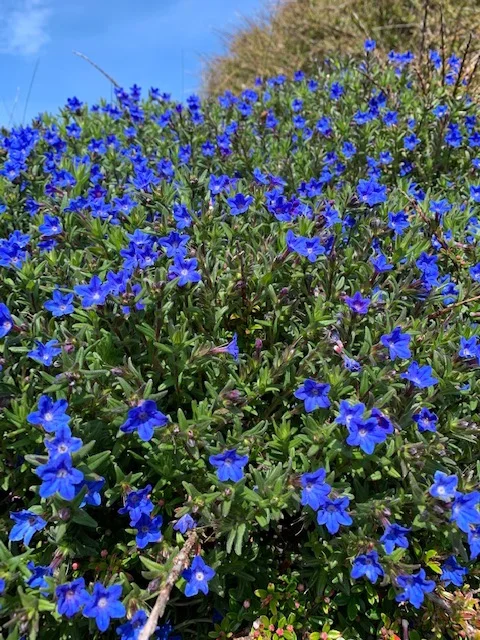 Beautiful cobalt blue flowers on Rathlin Island. I don’t know what they are called.