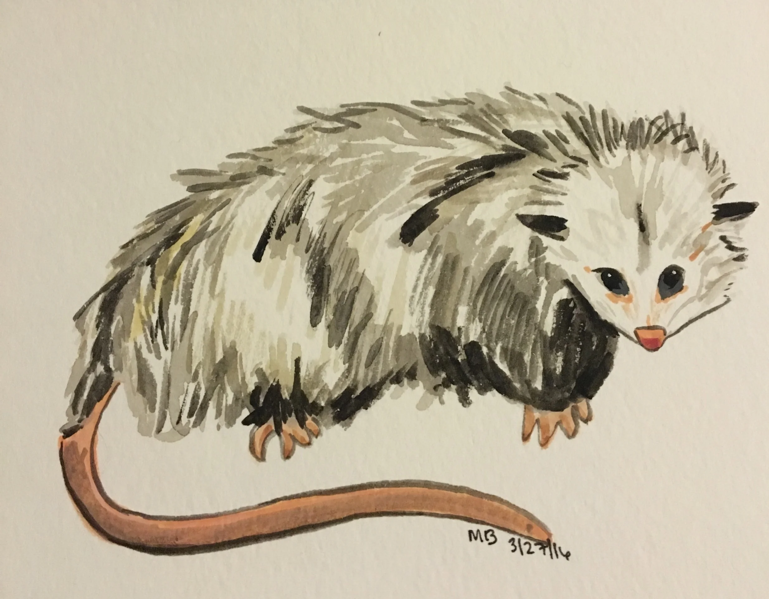 Virginia Opossum 