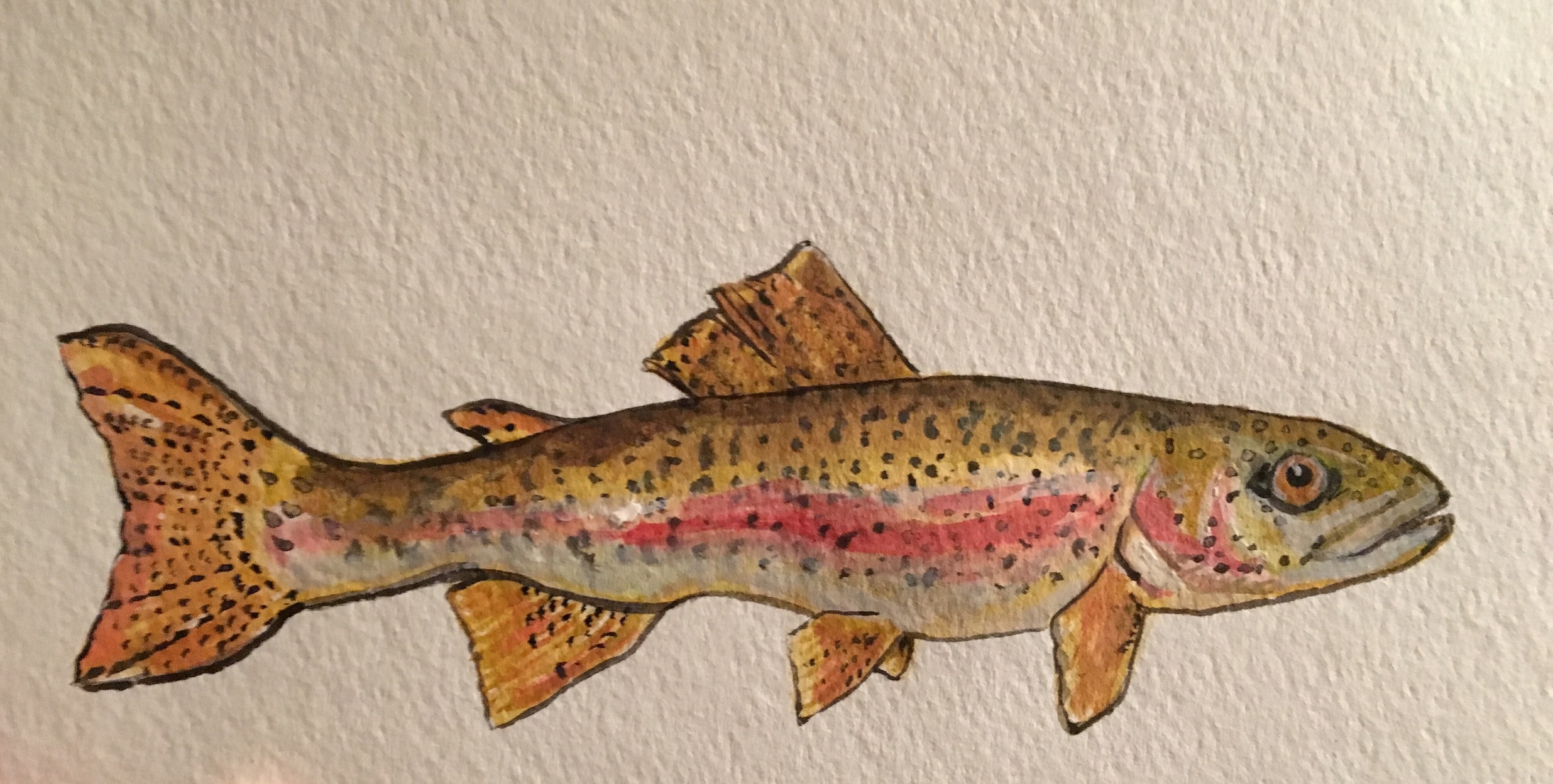 Rainbow Trout 