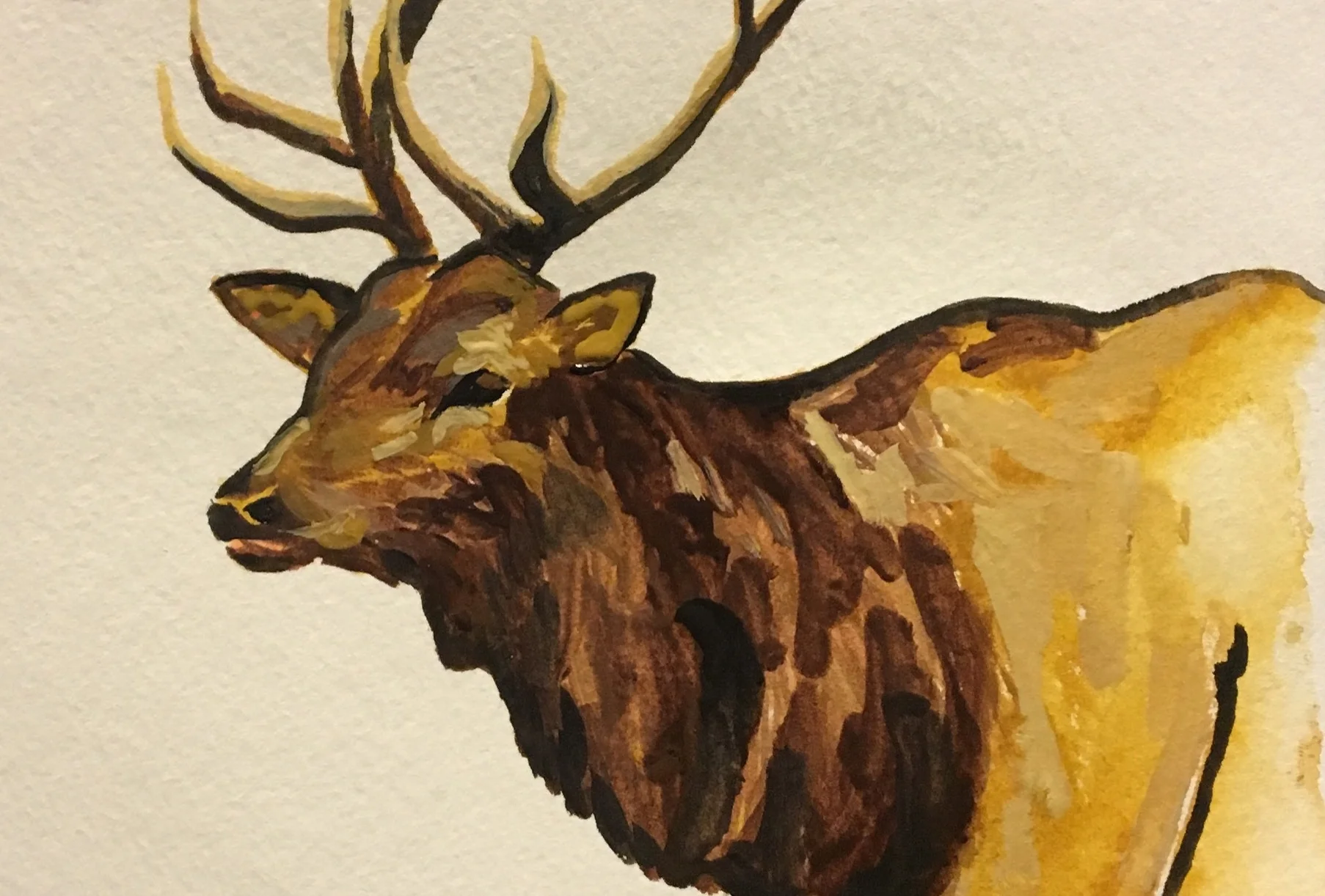 Elk 