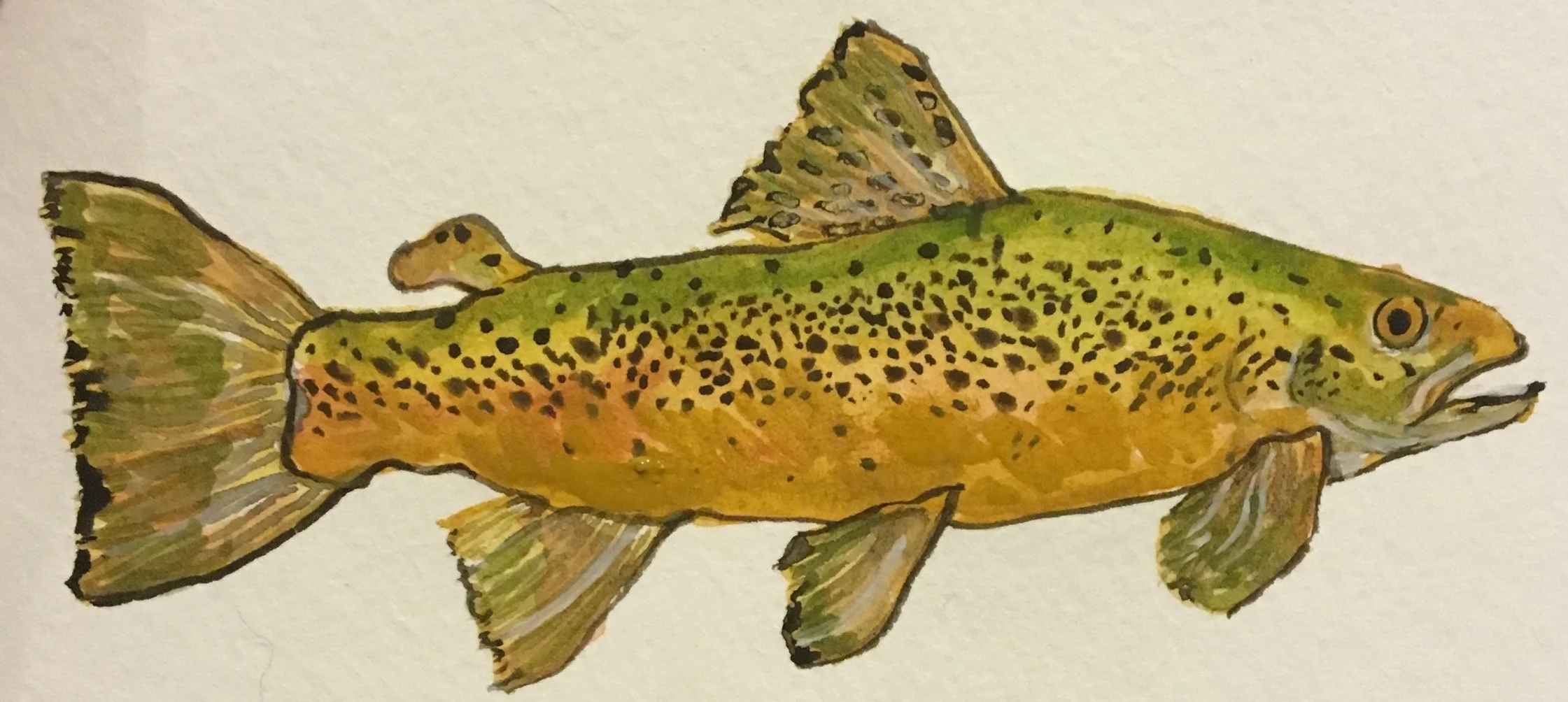 Brown Trout 