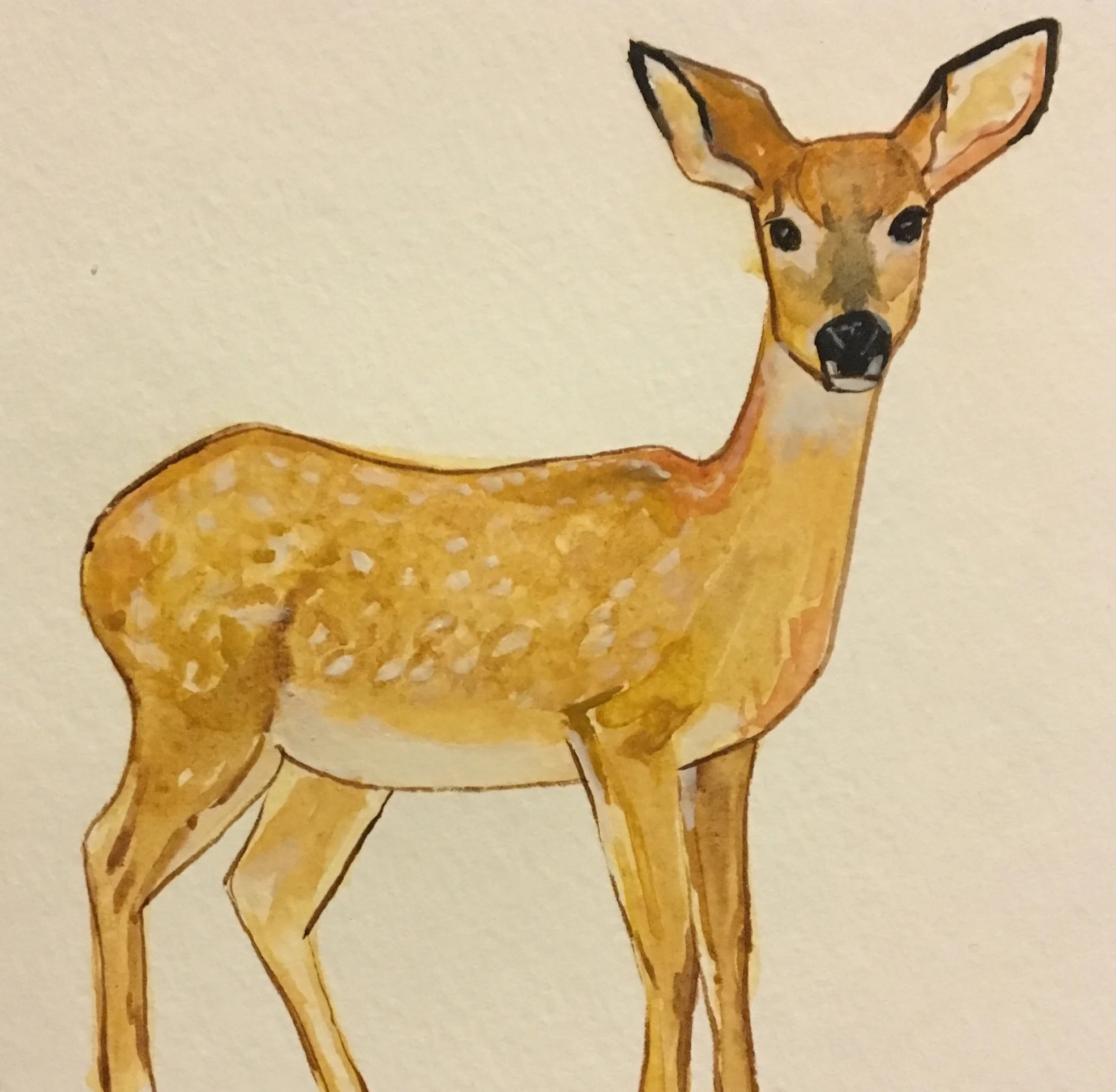 White Tailed Deer 