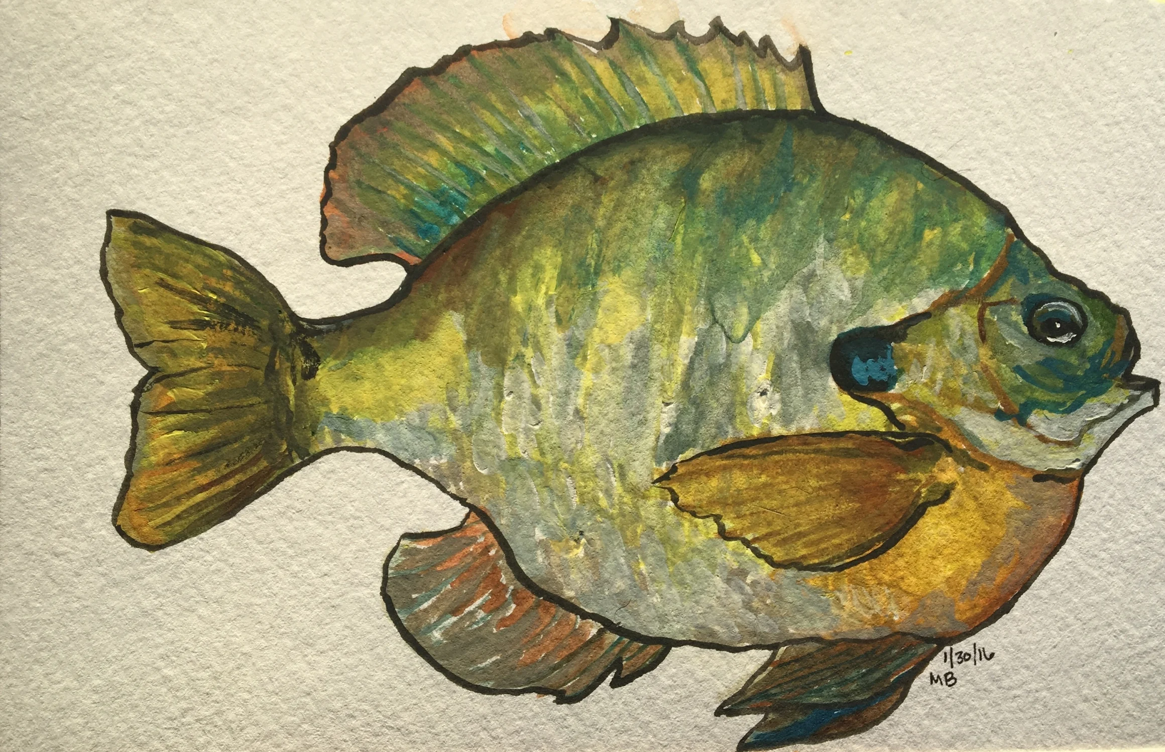 Bluegill 