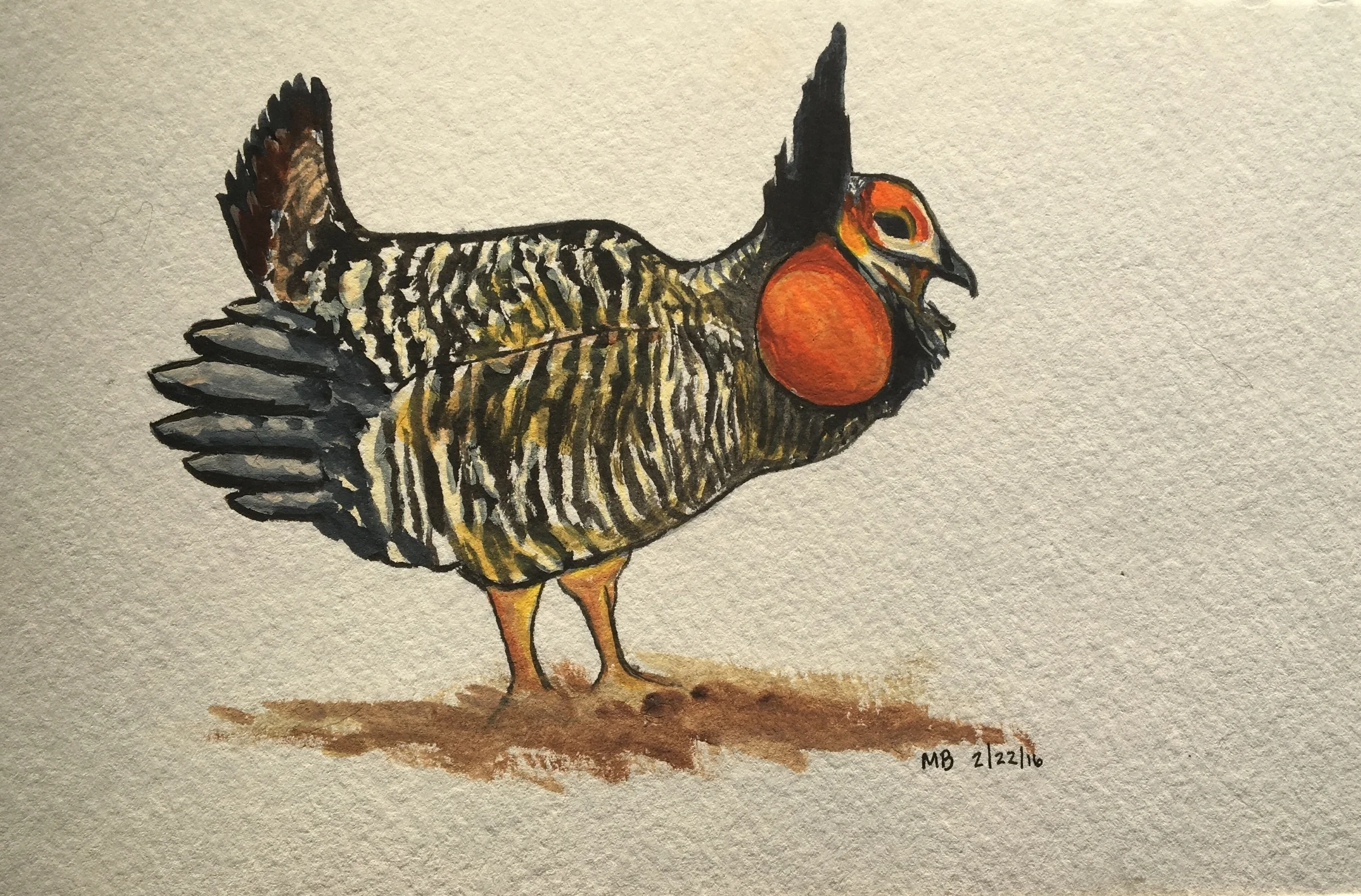 Greater Prairie Chicken 