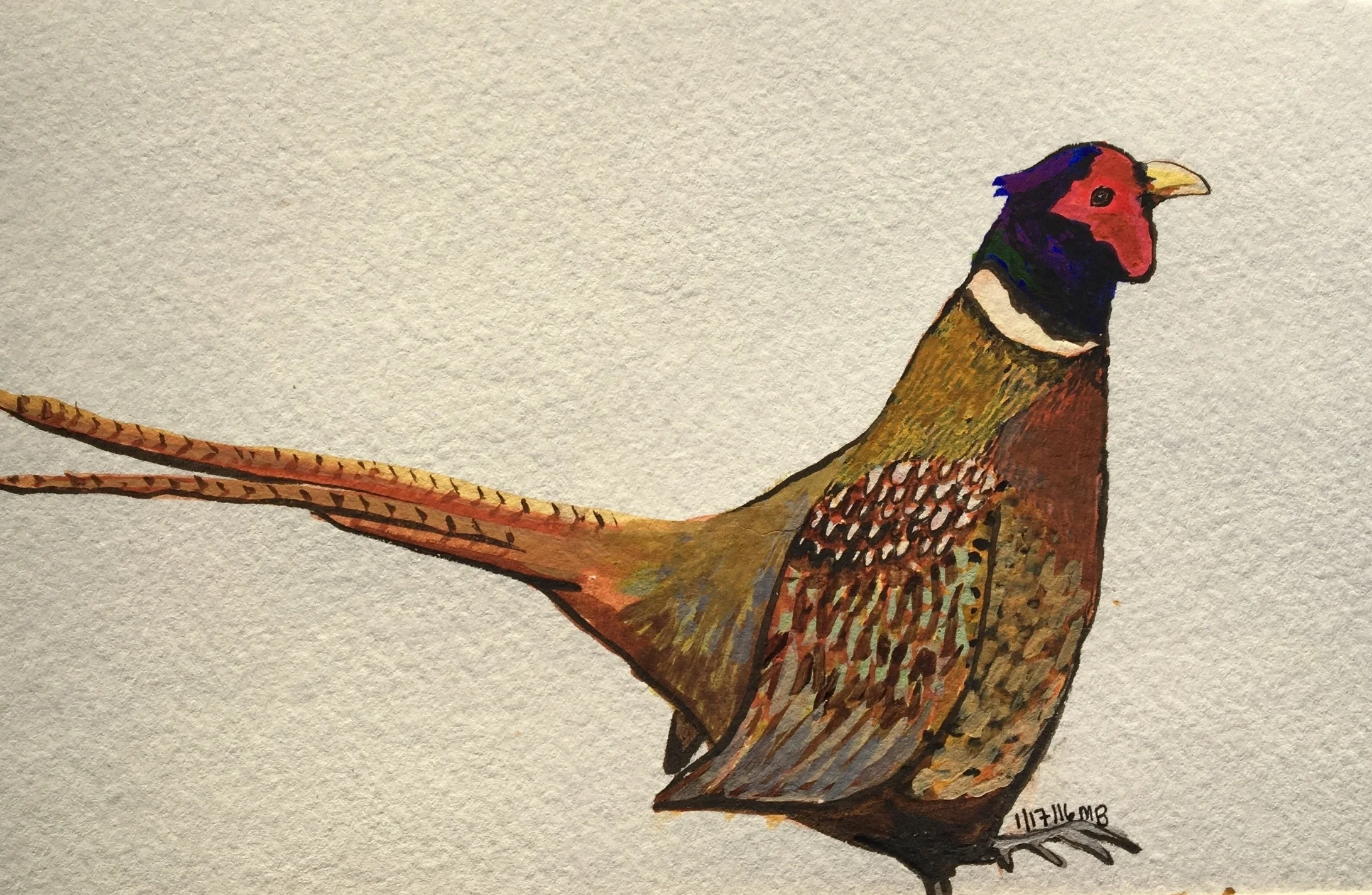 Ring-necked Pheasant 