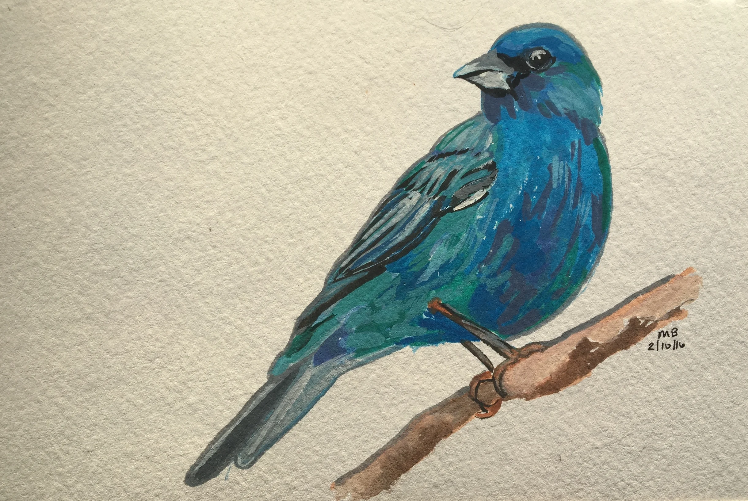 Indigo Bunting 