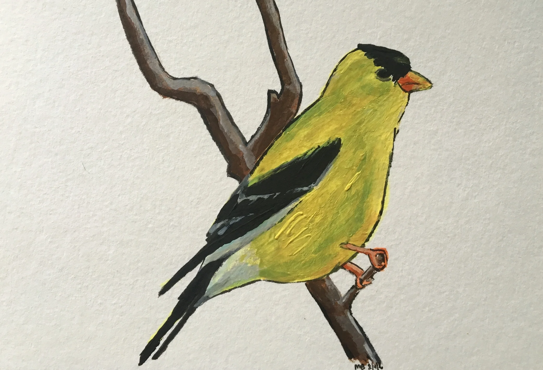 Gold Finch 