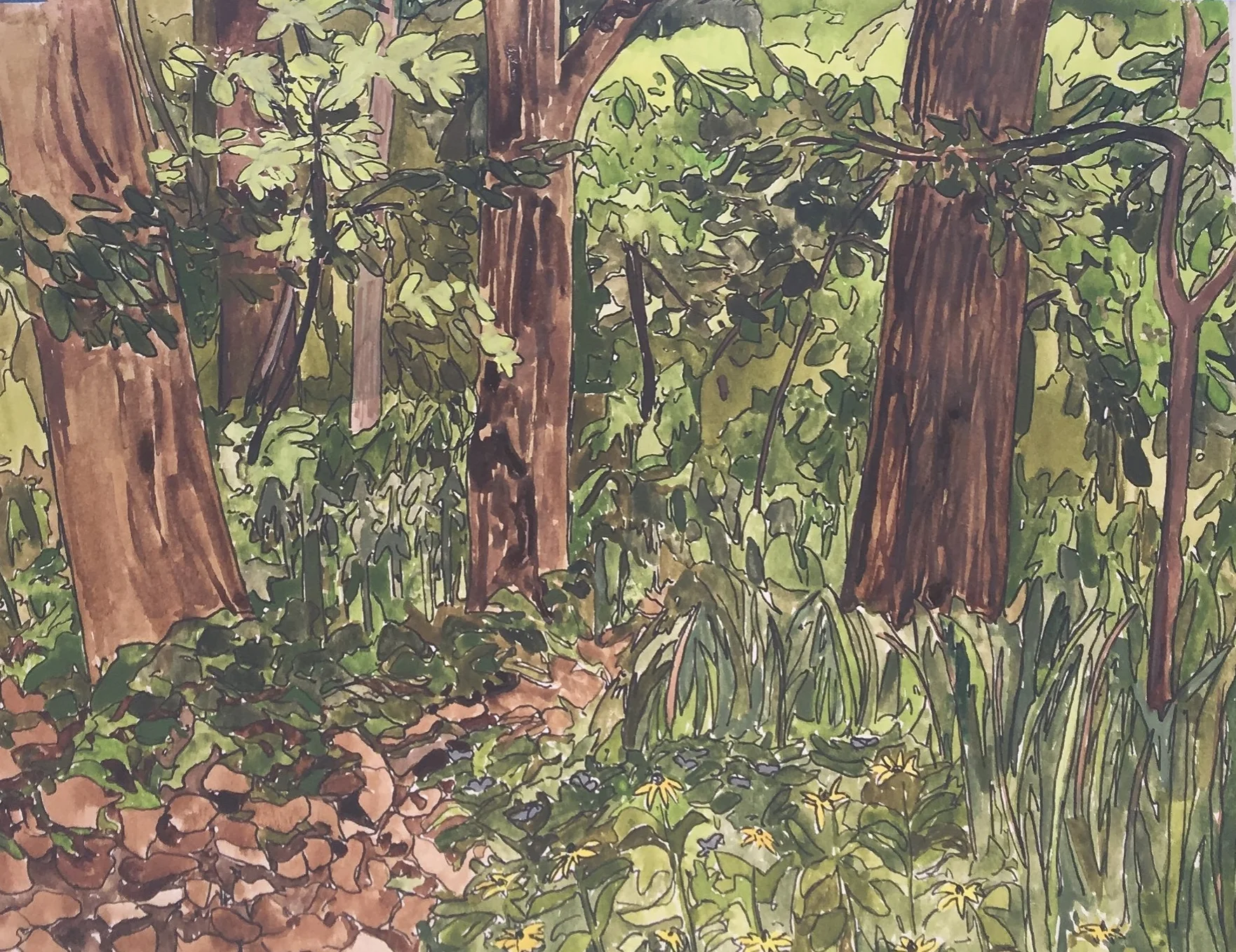 Quiet Woods 
