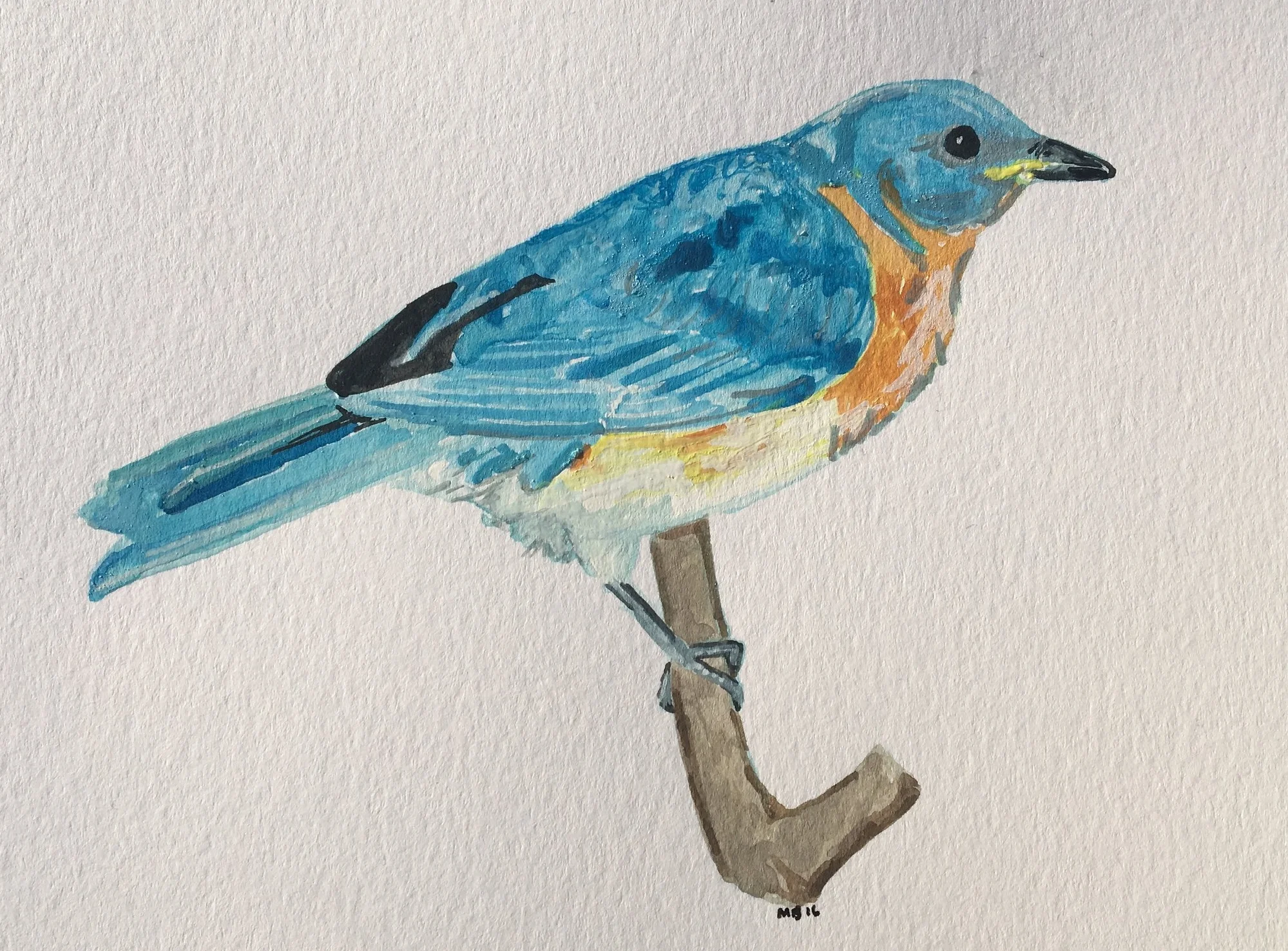 Eastern Bluebird