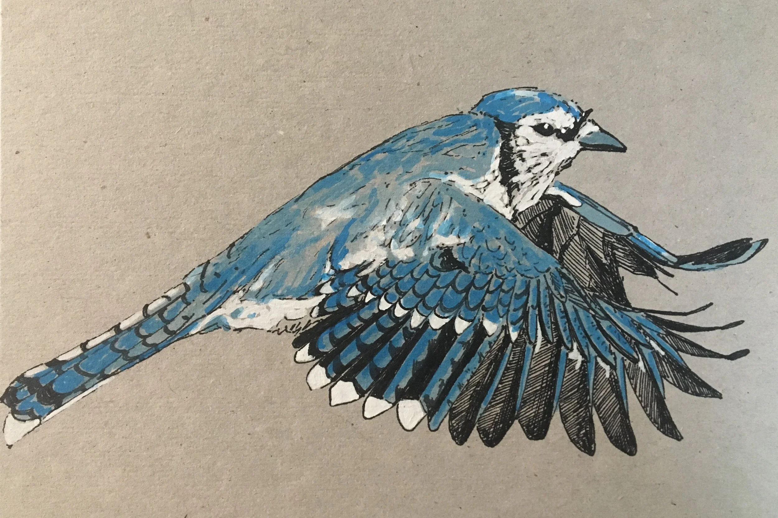 Bluejay 2 .jpg