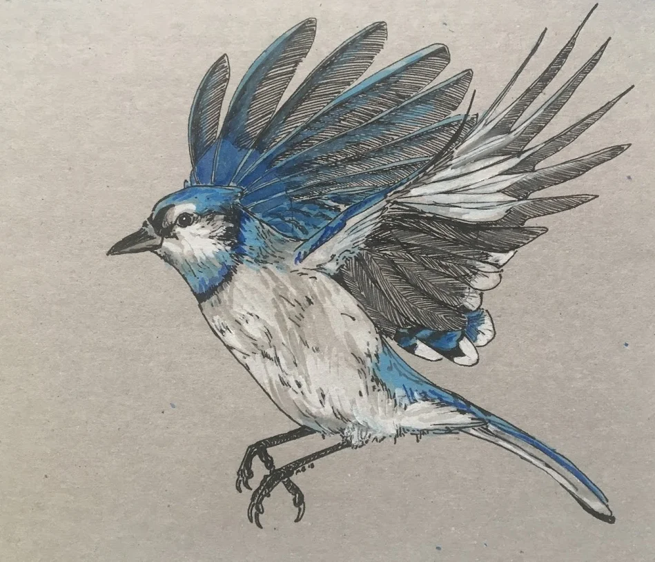 Bluejay 