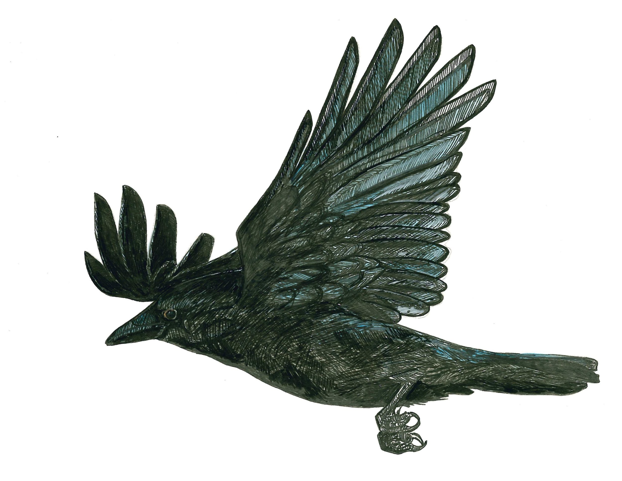 American Crow