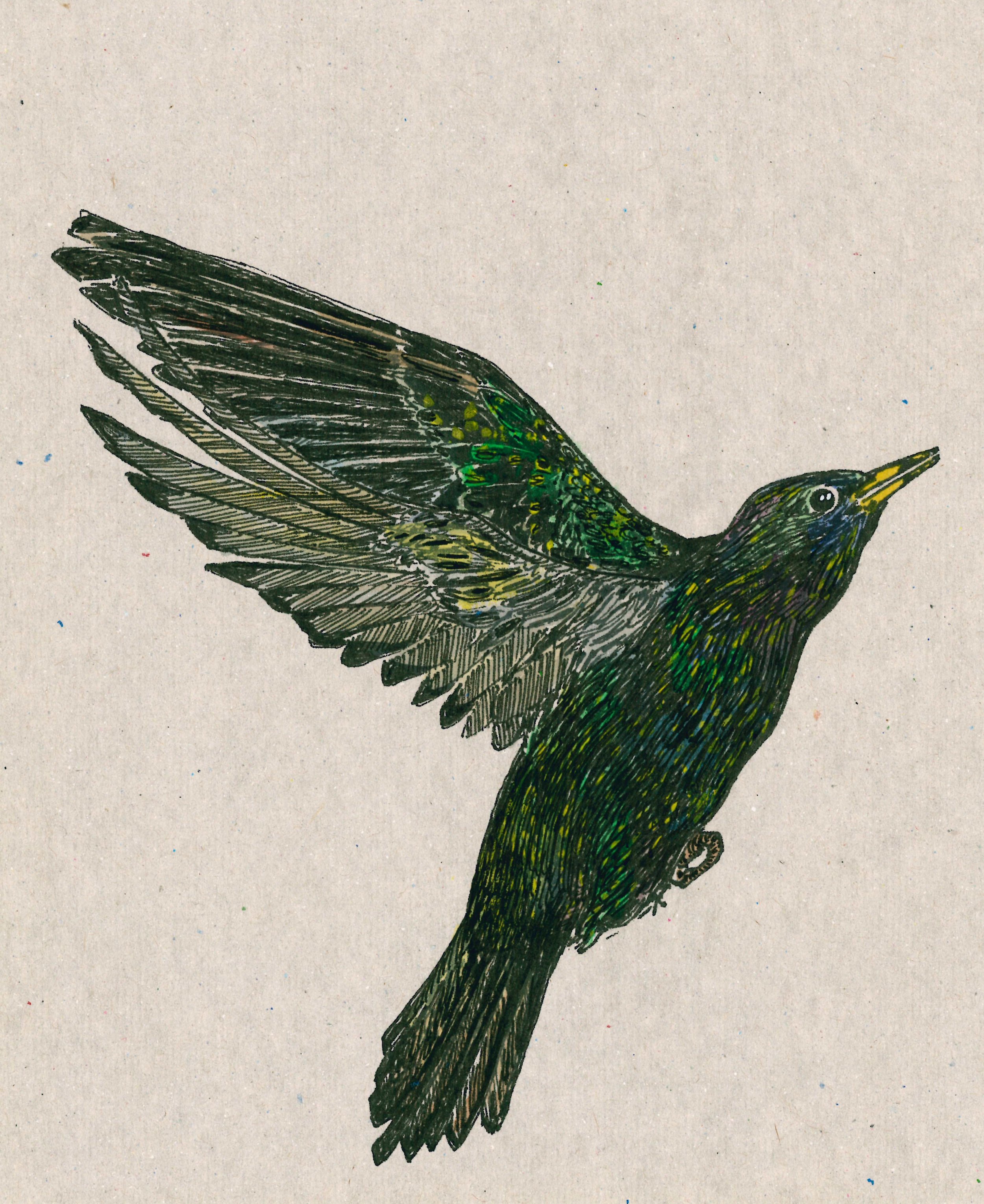 Common Starling