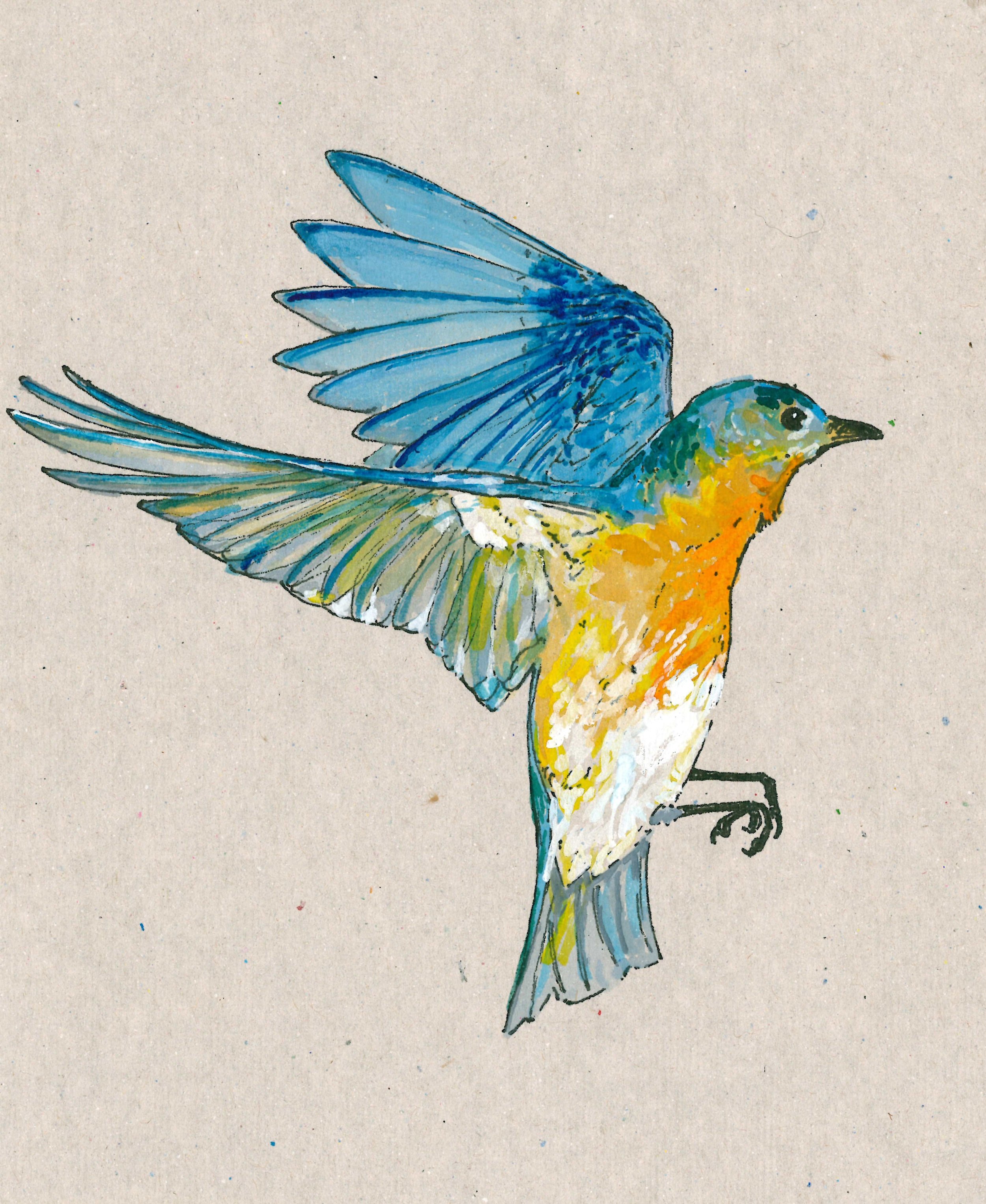 Eastern Bluebird
