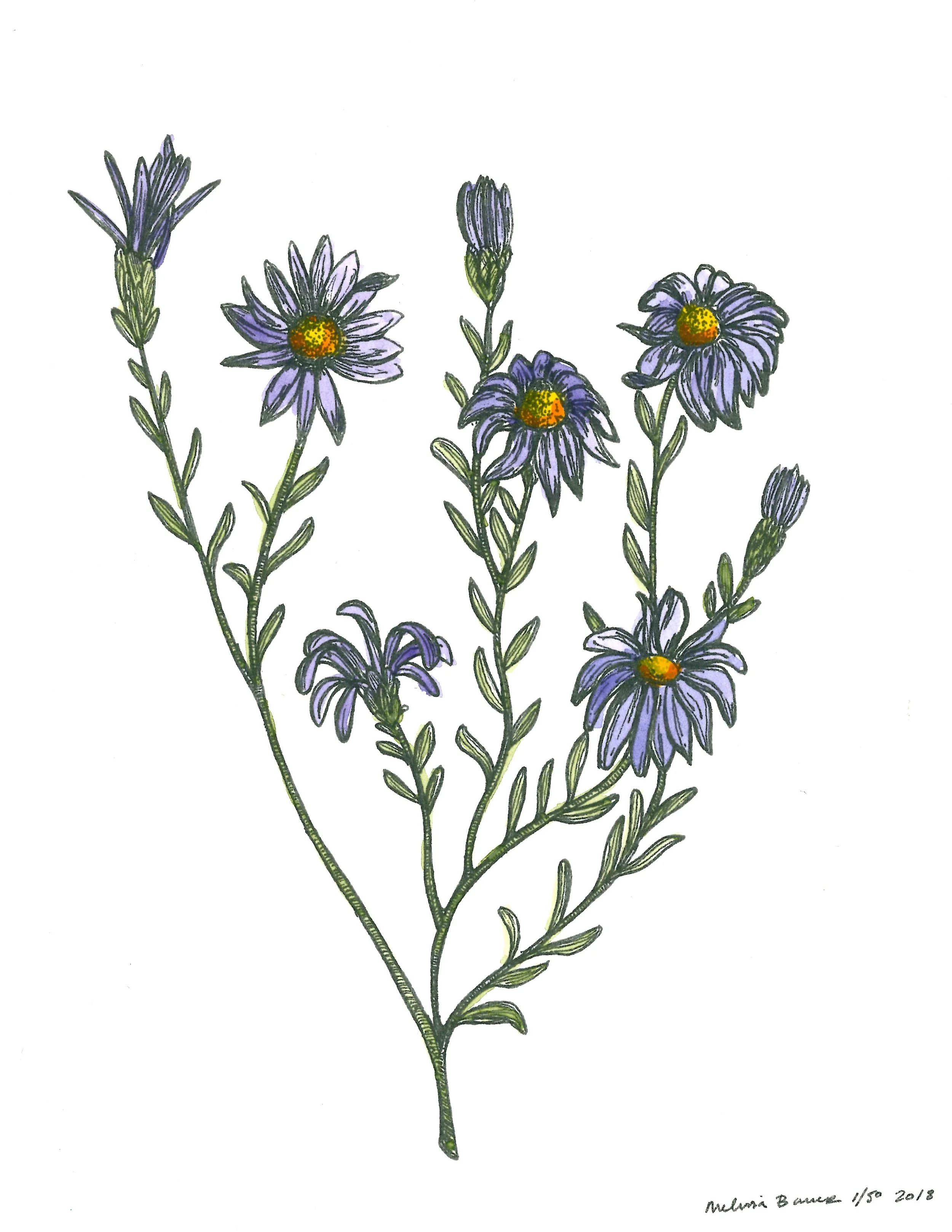 Asters