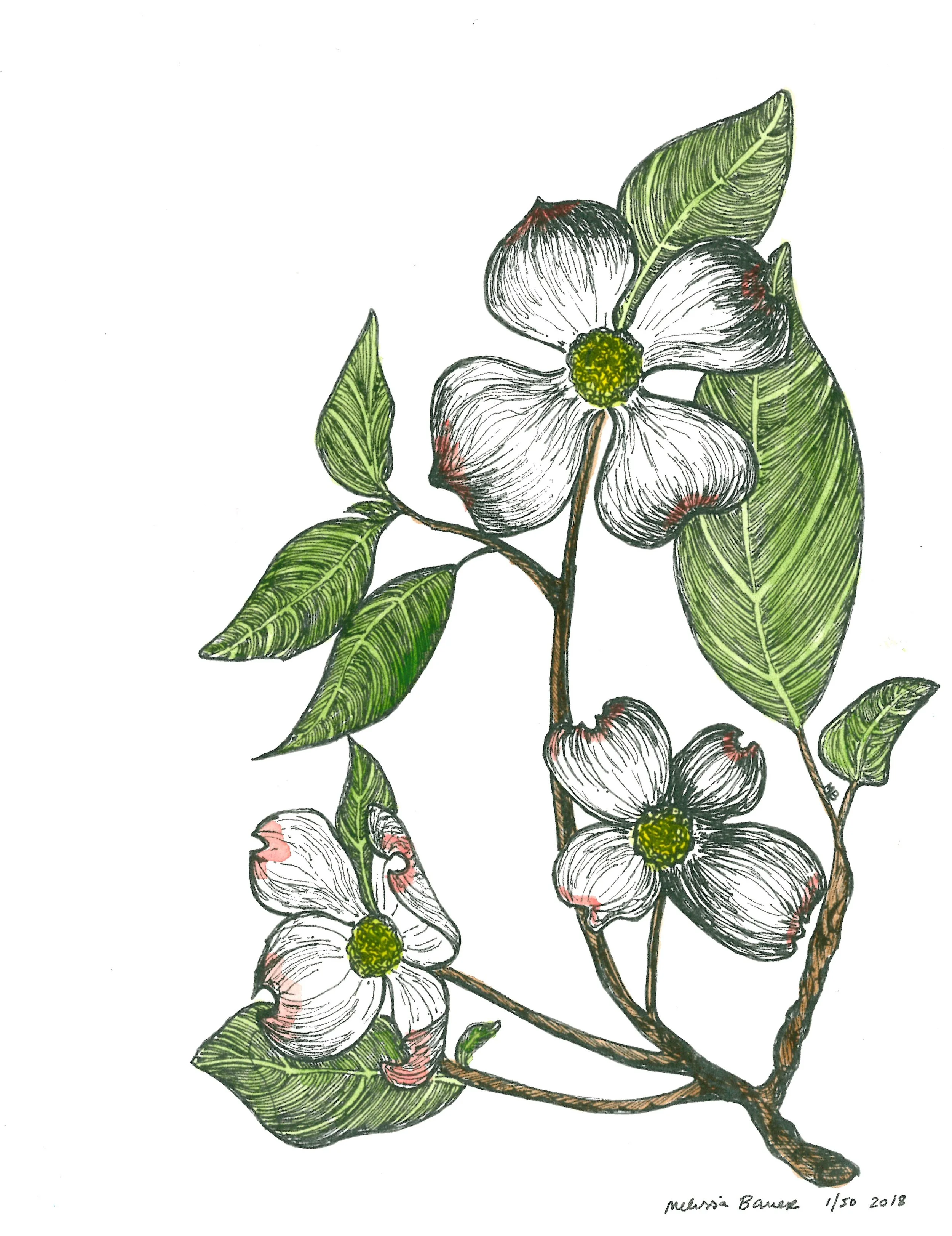 Dogwood color