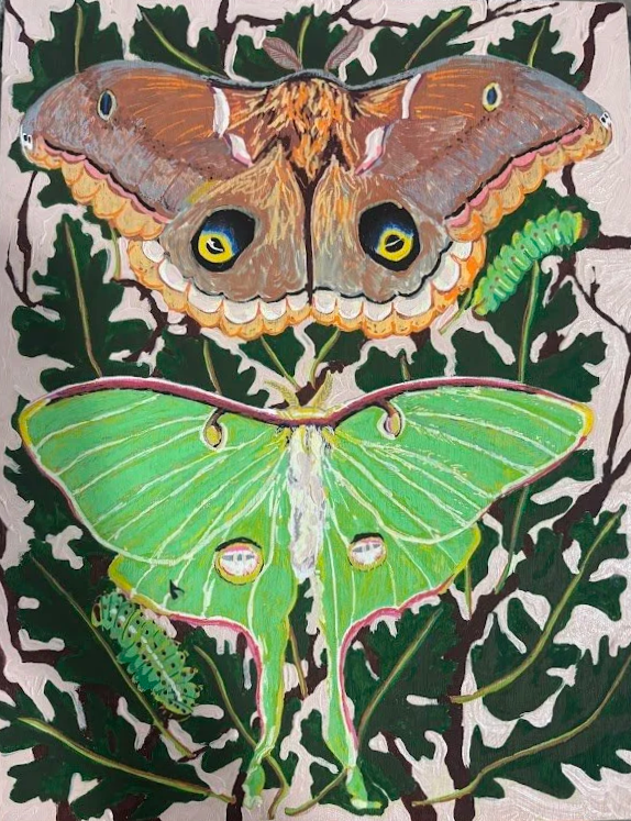 Missouri Silk Moths 
