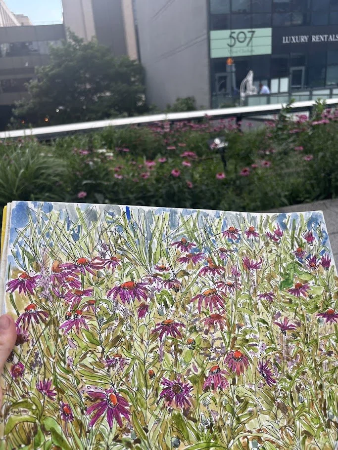 Coneflowers on the High Line 