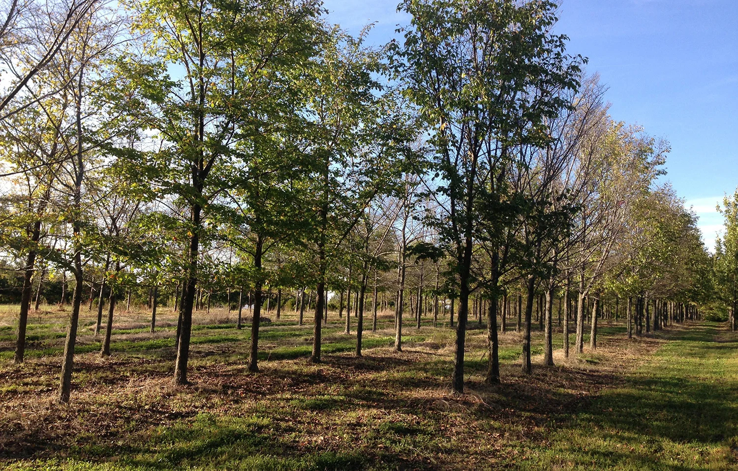 TERRAIN WORK LANDSCAPE ARCHITECTURE PLANNING NEW YORK