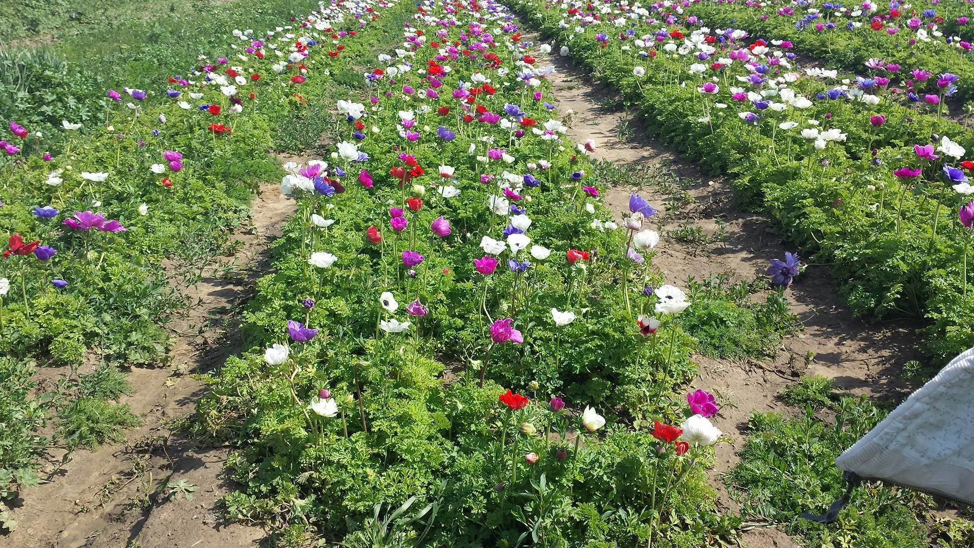 "This is the field of anemones in the village, where my school is. One of the most beautiful places I know, and my favorite."