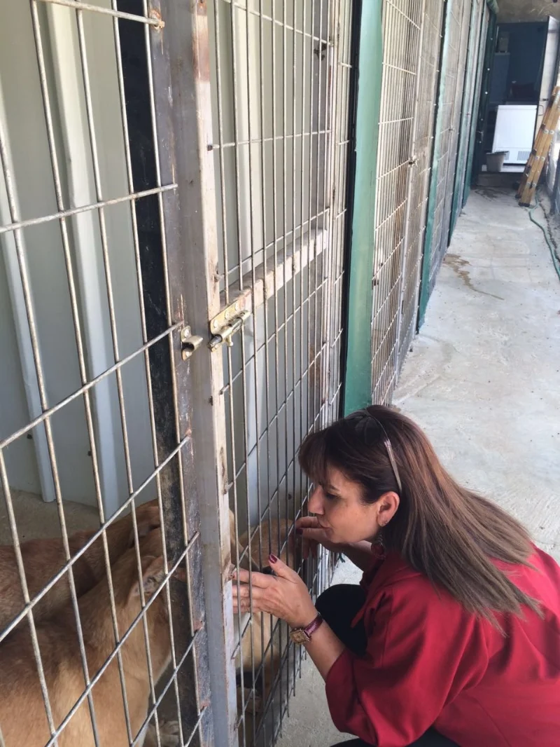 Diana petting some of the dogs of the Bethlehem Animal Shelter and Administration Unit (BASAU)