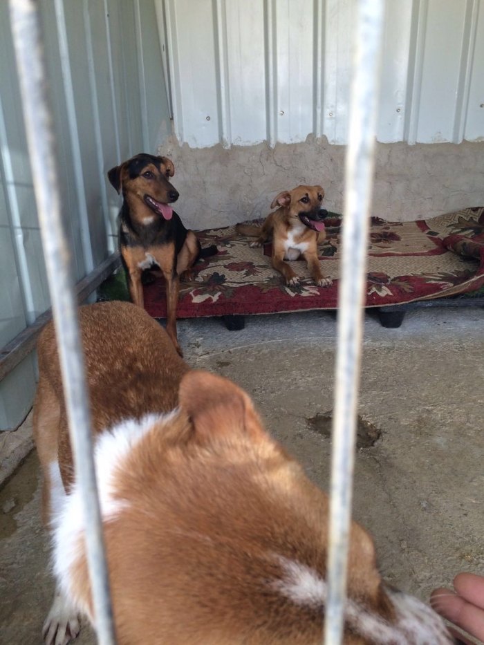 Dogs at Diana's Bethlehem Animal Shelter and Administration Unit (BASAU)