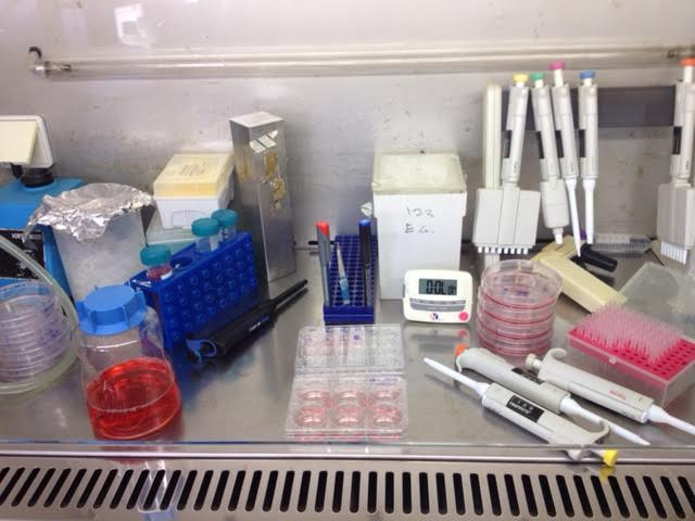 Image from interviewee's lab