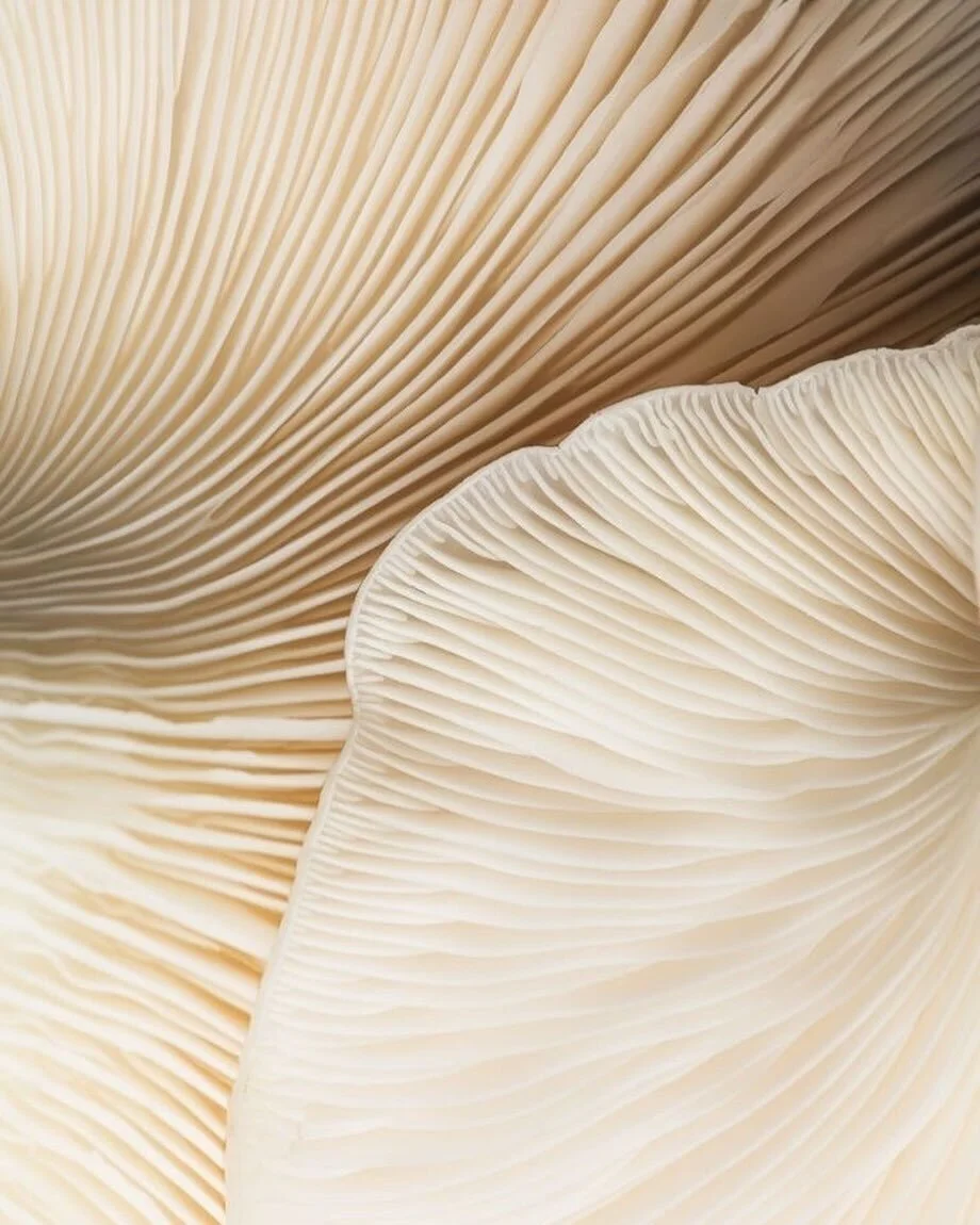 Embracing the power of mushrooms!🍄✨ 
⠀⠀⠀⠀⠀⠀⠀⠀⠀
Explore our in-studio boutique for incredible superfood products like:
⠀⠀⠀⠀⠀⠀⠀⠀⠀
🍵Chaga Chai Kombucha - Medicinal Mushrooms are a powerful ally in the efforts of the body to heal itself. Humans have us