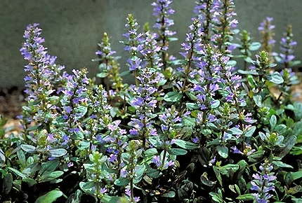 Ajuga Chocolate Chip2.jpg