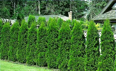 Arborvitae Emerald2.jpg