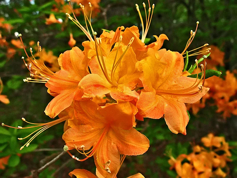 Azalea Flame.jpg