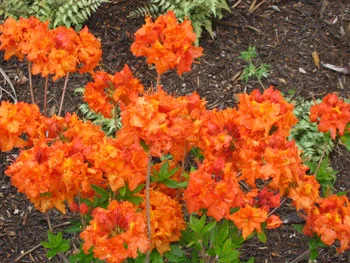 Azalea Gibralter Exbury.jpg