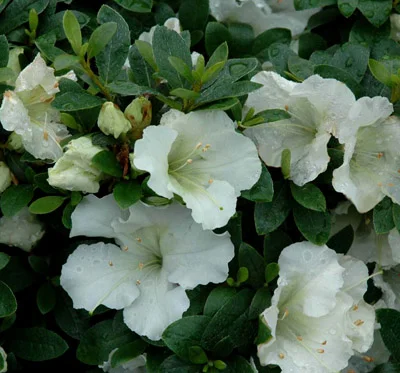 Azalea White Gumpo.jpg