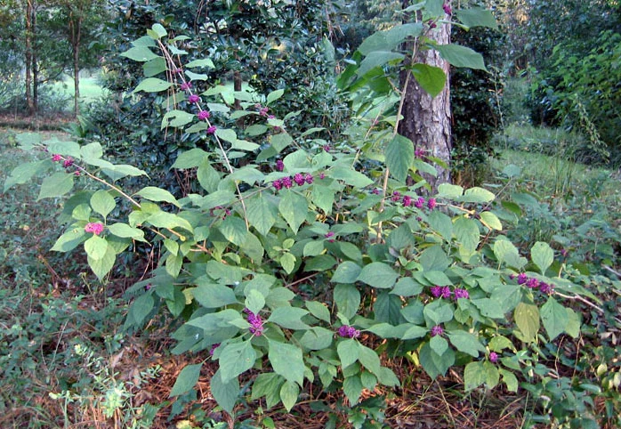 Beautyberry 3.jpg