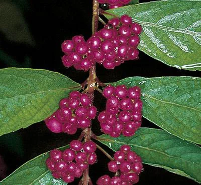 Beautyberry Early Amethyst.jpg