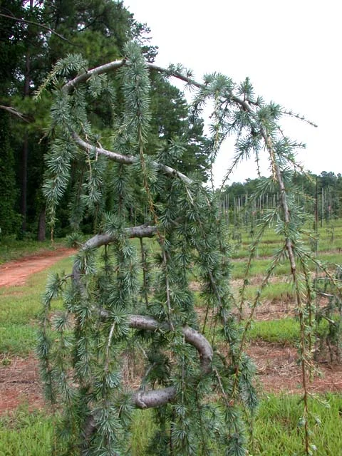 Blue Atlas Cedar (Serpentine).jpg