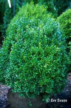 Boxwood.jpg