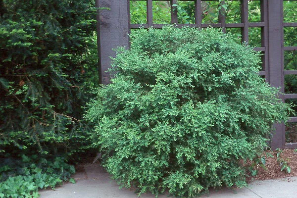 Boxwood Wintergreen.jpg