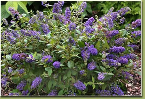 Butterfly Bush Blue Chip 2.jpg