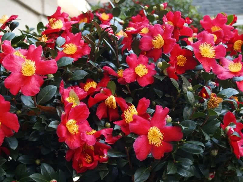 Camellia Yuletide.jpg