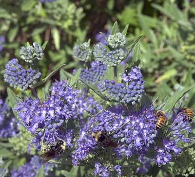 Caryopteris Blue Mist.jpg